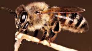 Bee friendly vegan skincare Orania NZ